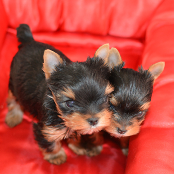 Adorable Yorkie For Sale